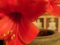 38363Cr - The Amaryllis that Pauline gave Mom for Christmas   Each New Day A Miracle  [  Understanding the Bible   |   Poetry   |   Story  ]- by Pete Rhebergen